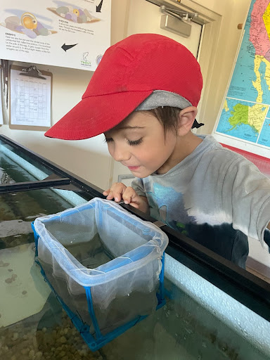 student in hat stares into fish tank 